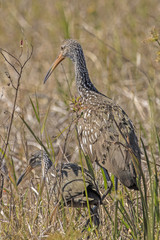  Adult and juvenile Limpkins (Aramus guarauna) in Florida marshland.