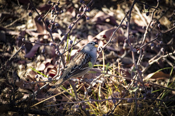 White Crowned Sparrow Looking Back at the Camera while Perched on Undergrowth in the Desert