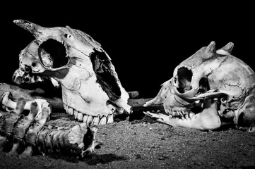 skulls&bones 19
