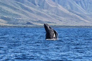 Naklejka premium Baby humpback breaching in the waters of Lahaina on Maui.