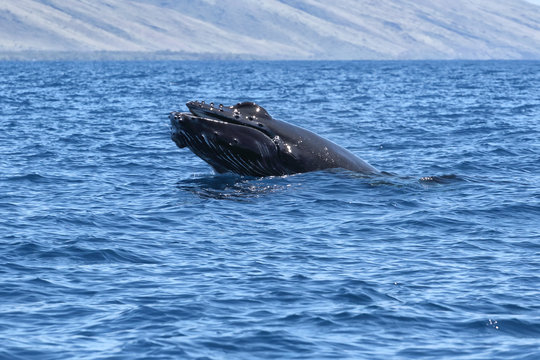 Baby humpback whale frollicking in the waters of Lahaina on Maui.