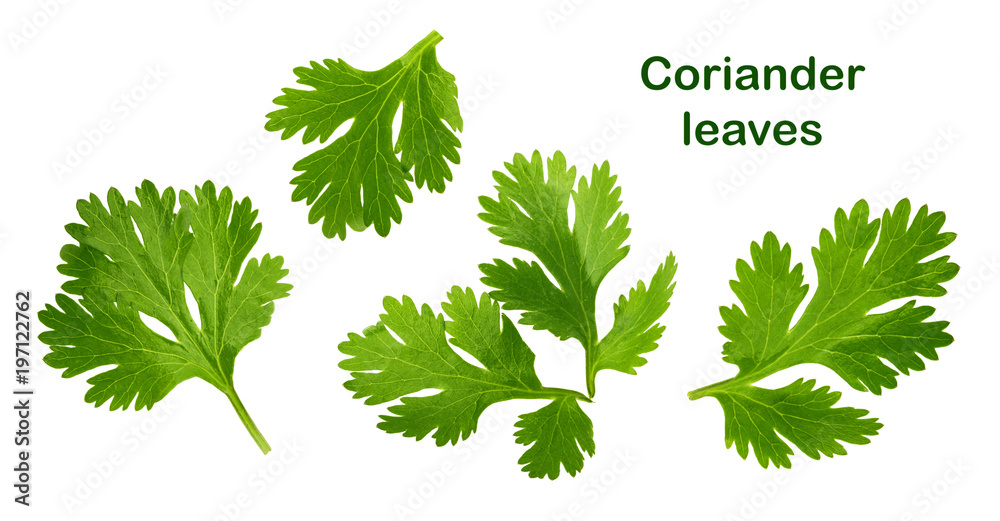 Wall mural Coriander leaf isolated without shadow