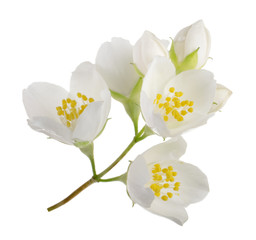 jasmine flower isolated on white