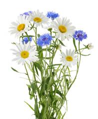 chamomile and cornflowers isolated without shadow