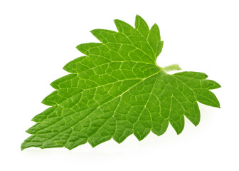 Lemon balm melissa leaf isolated on white