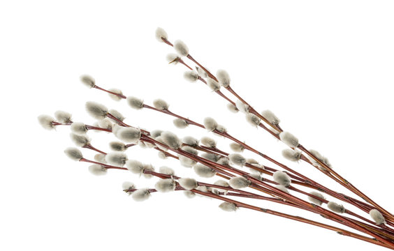 รูปภาพCatkin – เลือกดูภาพถ่ายสต็อก เวกเตอร์ และวิดีโอ108,186 | Adobe Stock