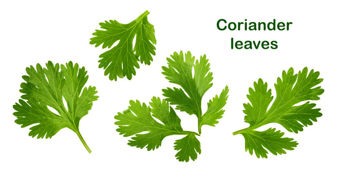 Coriander leaf isolated without shadow