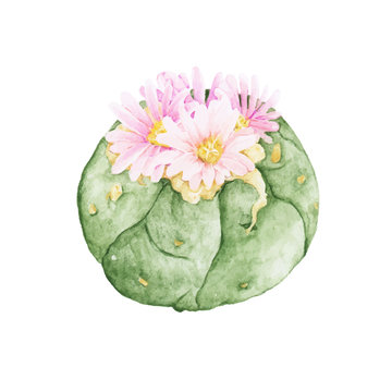 Hand drawn natural fresh cactus