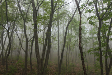 Morning mist forest