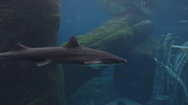 spiny dogfish shark swimming slow motion close up