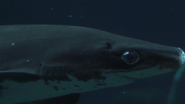 Spiny Dogfish Shark Swimming Into Focus