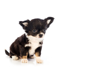 Chihuahua puppy, 45 day, isolated on white white background.