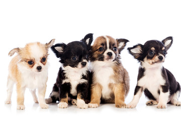 Chihuahua puppy, 45 day, isolated on white white background.