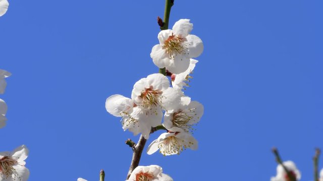 青空と白梅