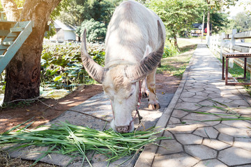 White buffalo (taro buffalo) in field thailand