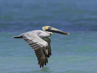 Brown Pelican in Flight Over Ocean