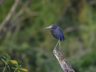 Little Blue Heron