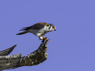 Cuban American Kestrel