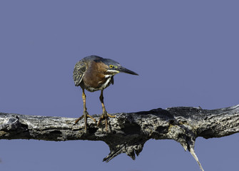 Green Heron Standing on a Log