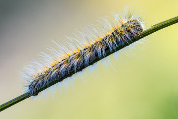 the pine processionary moth, worm with irritating hairs very dangerous
