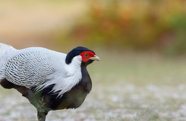 Silver pheasant ; Lophura nycthemera 