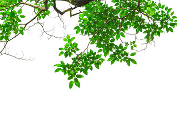 Green tree leaves and branches isolated on white background