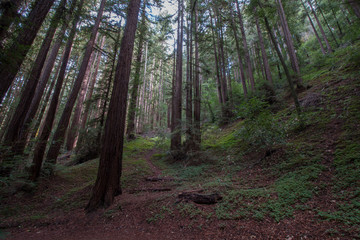 Obraz premium Forest