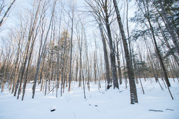 Maple trees in winter