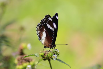 Fototapeta na wymiar a beautiful black butterfly