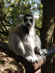 Lemur