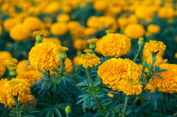 American marigold yellow calendula blooming in garden background, soverign Tagetes erecta L.