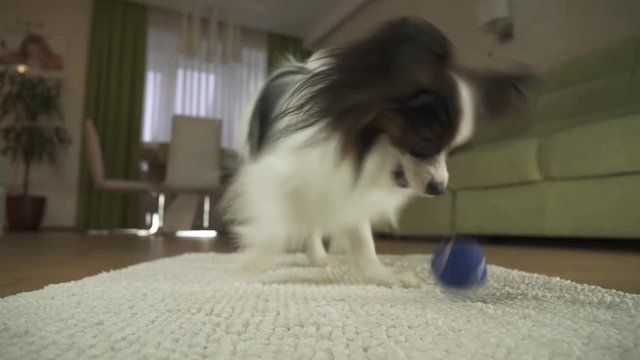 Dog Papillon playing with a ball on a rug in living room stock footage video