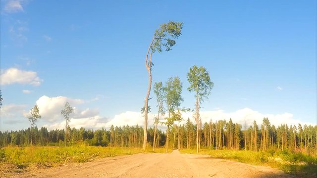trees near the sandy road in the field timelapse