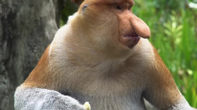 Male Proboscis Monkey (Nasalis larvatus) Chewing Food. Endangered Endemic Borneo Animal