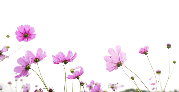 Fototapeta pink cosmos flower isolated on white background