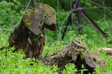 아낌없이준 나무