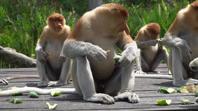 Group of Proboscis Monkey (Nasalis larvatus) Eating on Feeding Platform. Endangered Endemic Borneo Animal