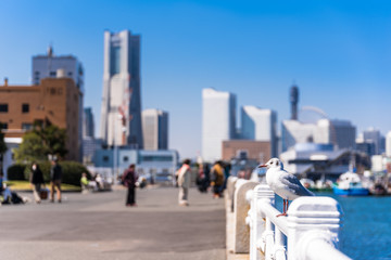 横浜ベイエリア　カモメとみなとみらい