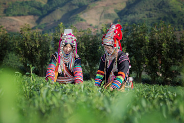 Akha Women from Thailand picking tea leaves on tea plantation at Chui Fong , Chiang Rai, Thailand. - obrazy, fototapety, plakaty