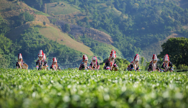 Akha Women from Thailand picking tea leaves on tea plantation at Chui Fong , Chiang Rai, Thailand.