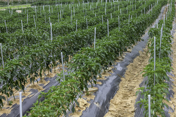 Pepper field of rural Korea