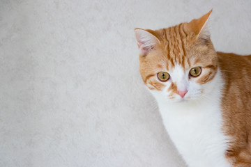 何かを見つめる茶白ネコ