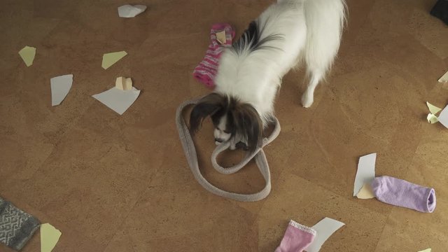 Dog Papillon arranged pogrom in the house scattered things and tore the paper stock footage video