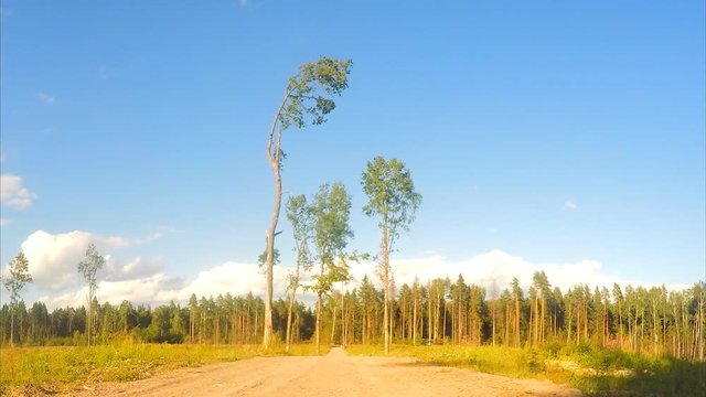 pine trees near the sandy road in a field timelapse