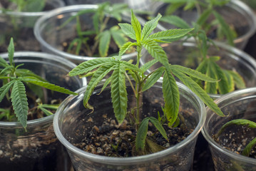 Cloned cannabis indica marijuana cuttings taking from a mother plant and rooted in a cup of soil alongside others in a grow tent, grown with CFL lights as part of an indoor grow for medicinal use