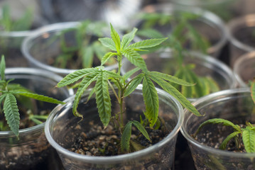 Cloned cannabis indica marijuana cuttings taking from a mother plant and rooted in a cup of soil alongside others in a grow tent, grown with CFL lights as part of an indoor grow for medicinal use.
