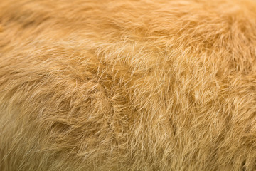 Rabbit skin, orange fur Texture pattern background. Animal nature wallpaper