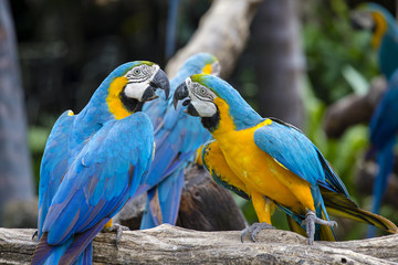 Blue and Yellow Macaw Parrot , Ara ararauna , also known as the Blue and Gold Macaw in Bangkok, Thailand