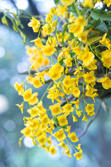 Dendrobium flowers bloom in spring adorn the beauty of nature. This is the most beautiful orchid decorated in the house to help people close to nature