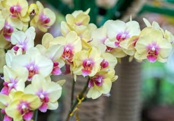 Phalaenopsis flowers bloom in spring adorn the beauty of nature. This is the most beautiful orchid decorated in the house to help people close to nature